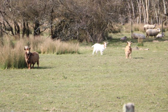 Elevage de chèvres et de moutons