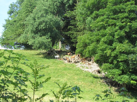 Elevage de chèvres