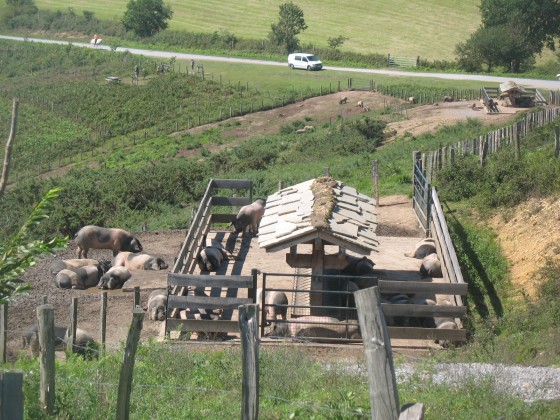 elevage de porcs basques