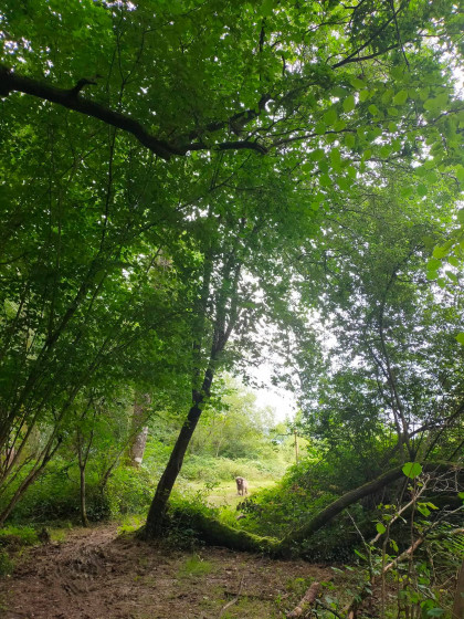 Embranchement du Soum