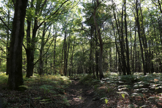 En bois de Luçay