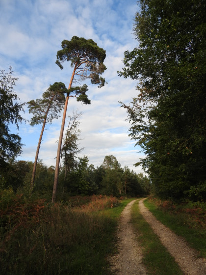 En forêt domaniale de Brotonne