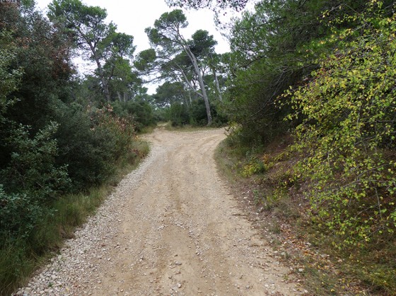 En forêt, la voie tourne légèrement à droite