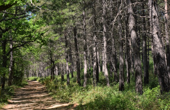 En forêt