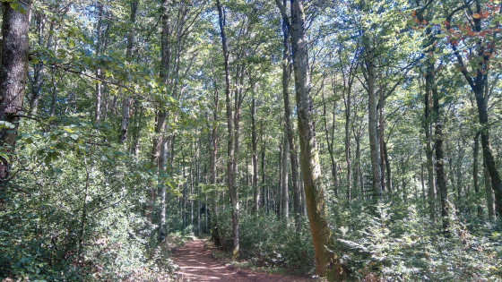 en forêt