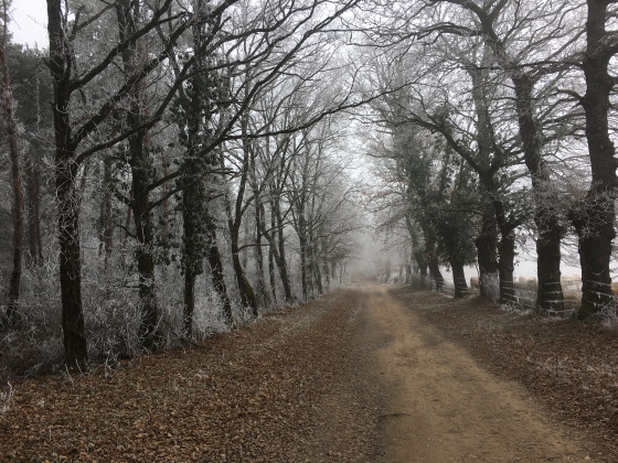 En forêt