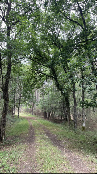 En forêt