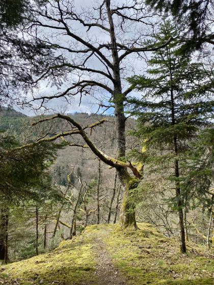 En forêt