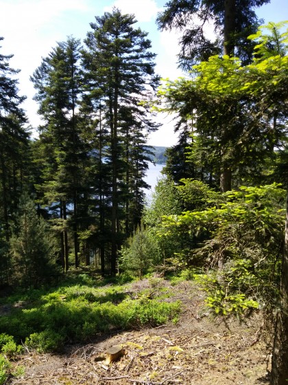 En forêt