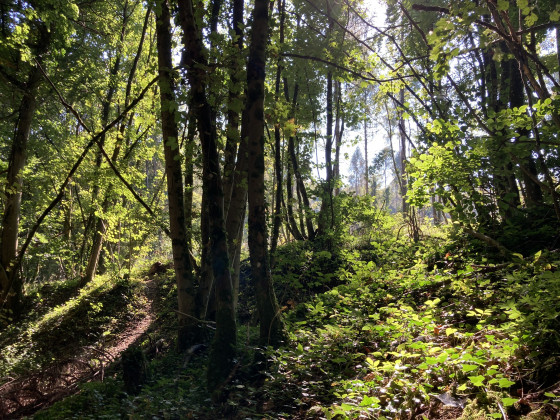 En haut du chemin creux