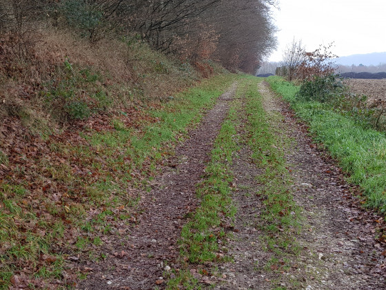 En lisière de forêt