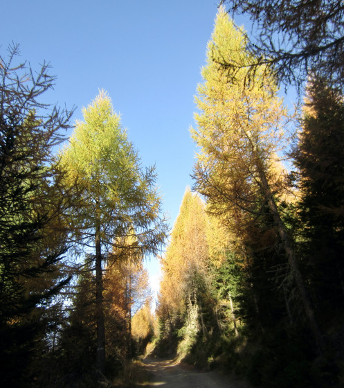 En montant à Woden Alm