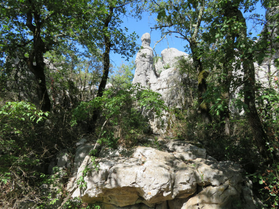 En plein dans le bois ... En plein dans le bois ...