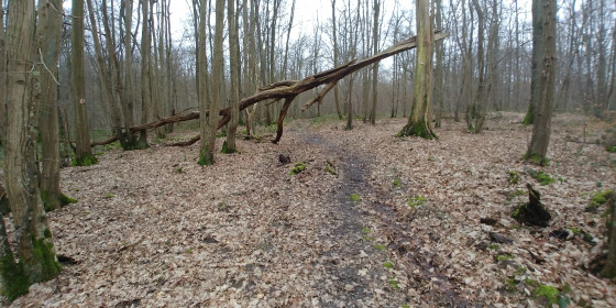 En pleine forêt