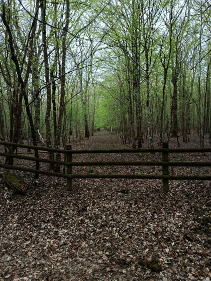 En pleine forêt