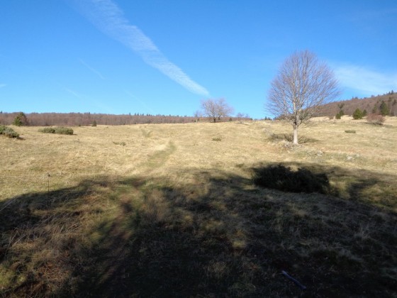 En sortant de la forêt : la chaume d\'Oberlauchen
