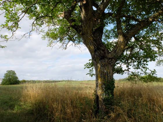 En sortant de la for&ecirc;t
