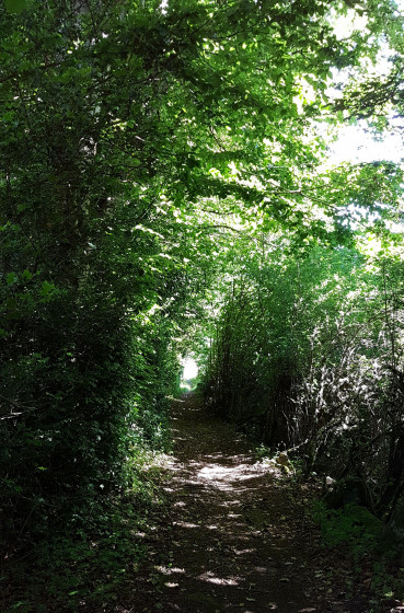 En sous-bois
