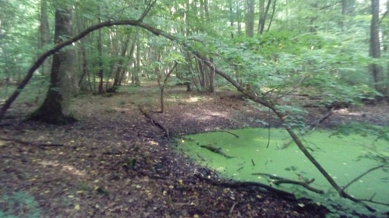 En sous-bois