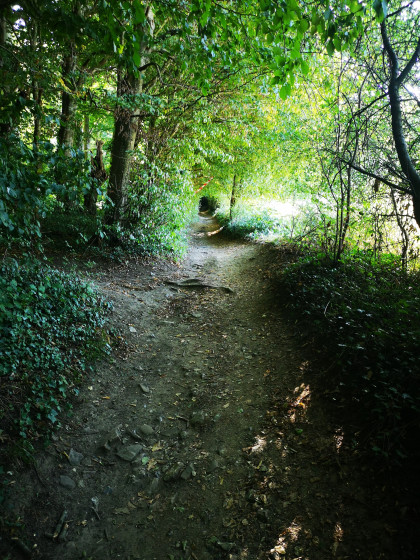 En sous-bois
