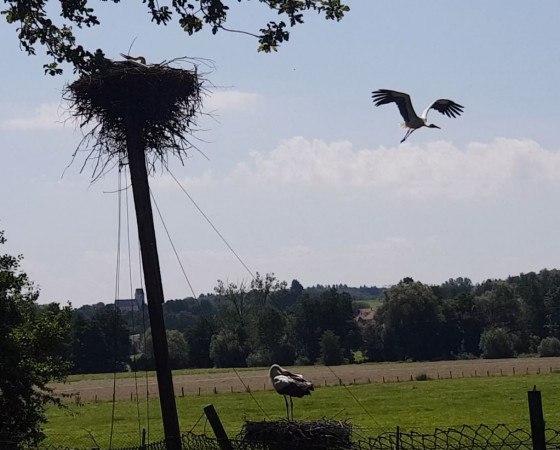 Enclos à cigognes de Hindlingen
