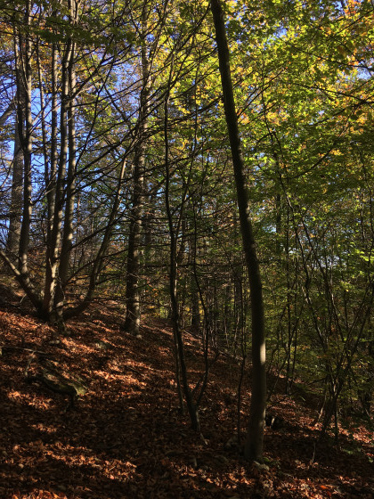 Encore les bois &agrave; l'automne