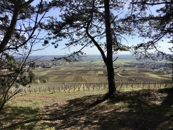 Entre Couchey et Marsannay