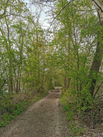 Entre la gravière et l\'Ill