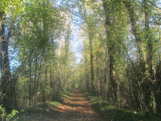 Entre les arbres
