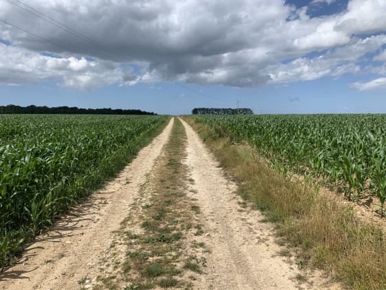 Entre les champs