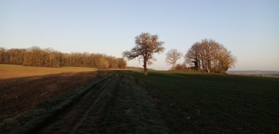 Entre les champs