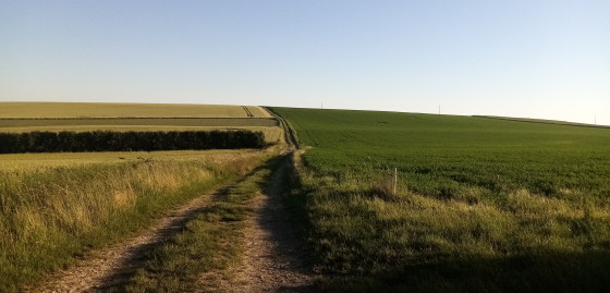 Entre les champs