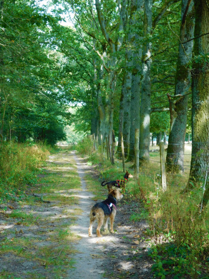 Entre pr&eacute;s et champs