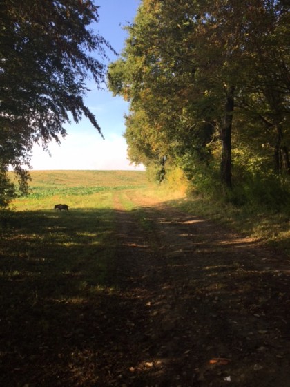 Entre sous bois et plaine