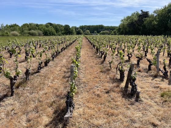 Entre vignes et chants d’oiseaux