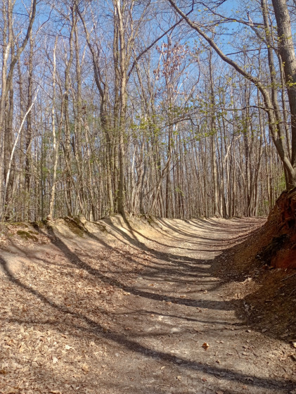 Entr&eacute;e dans la for&ecirc;t