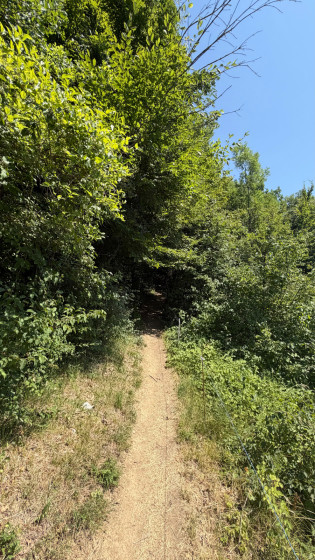 Entrée dans la forêt