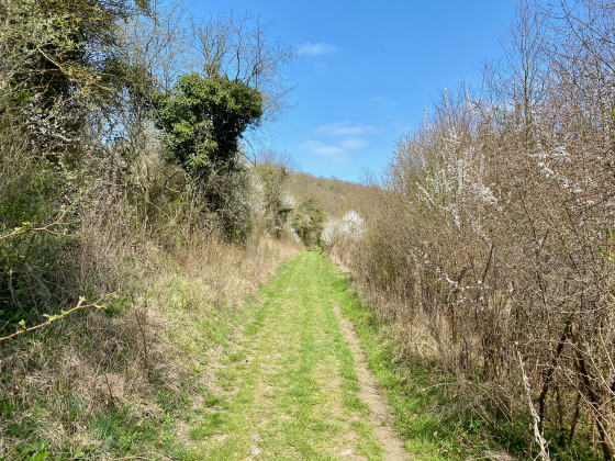Entrée dans le bois de la lande