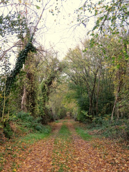 Entrée du bois de Marécreux