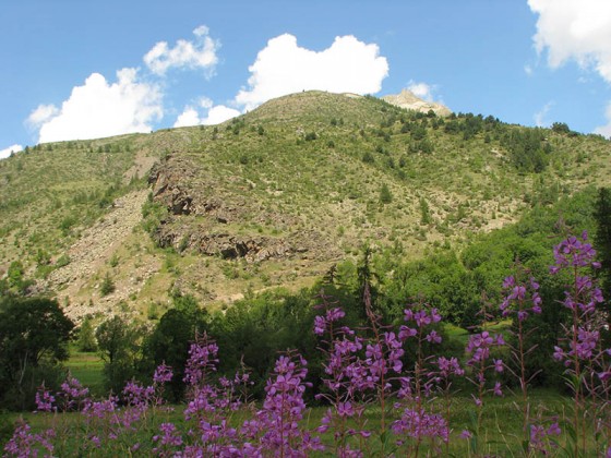 Epilobes dans la vallée