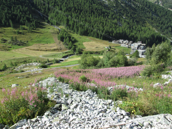 Epilobes dans les clapiers Epilobes dans les clapiers