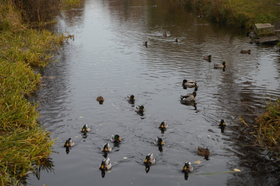 Ergercheim Canards colvert sur le canal de la Bruche