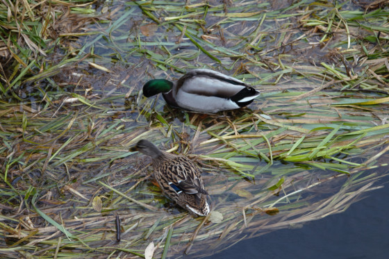 Ergersheim Canard colvert, femelle en bas à gauche et mâle en haut à droite