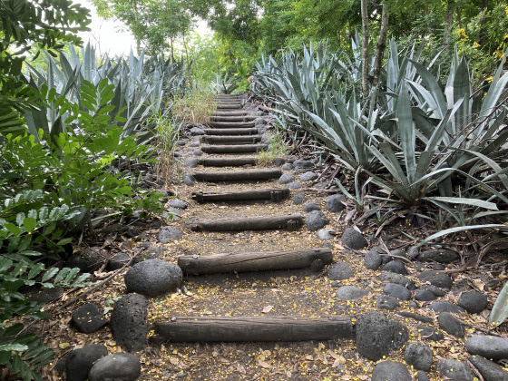 Escalier aux agaves