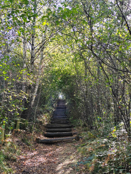Escalier de rondins