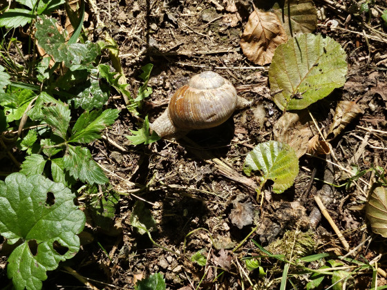escargot de bourgogne