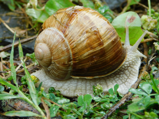escargot
