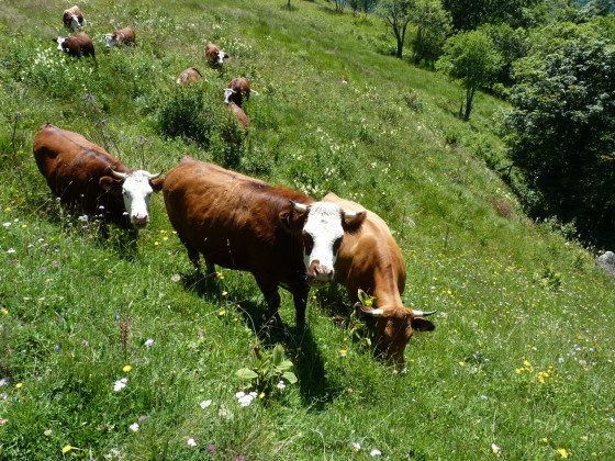 Et oui, on est sur de la montagne à vaches