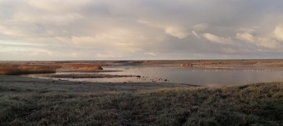 Étang accueillant beaucoup d\'oiseaux