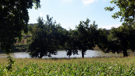 Etang Cholley